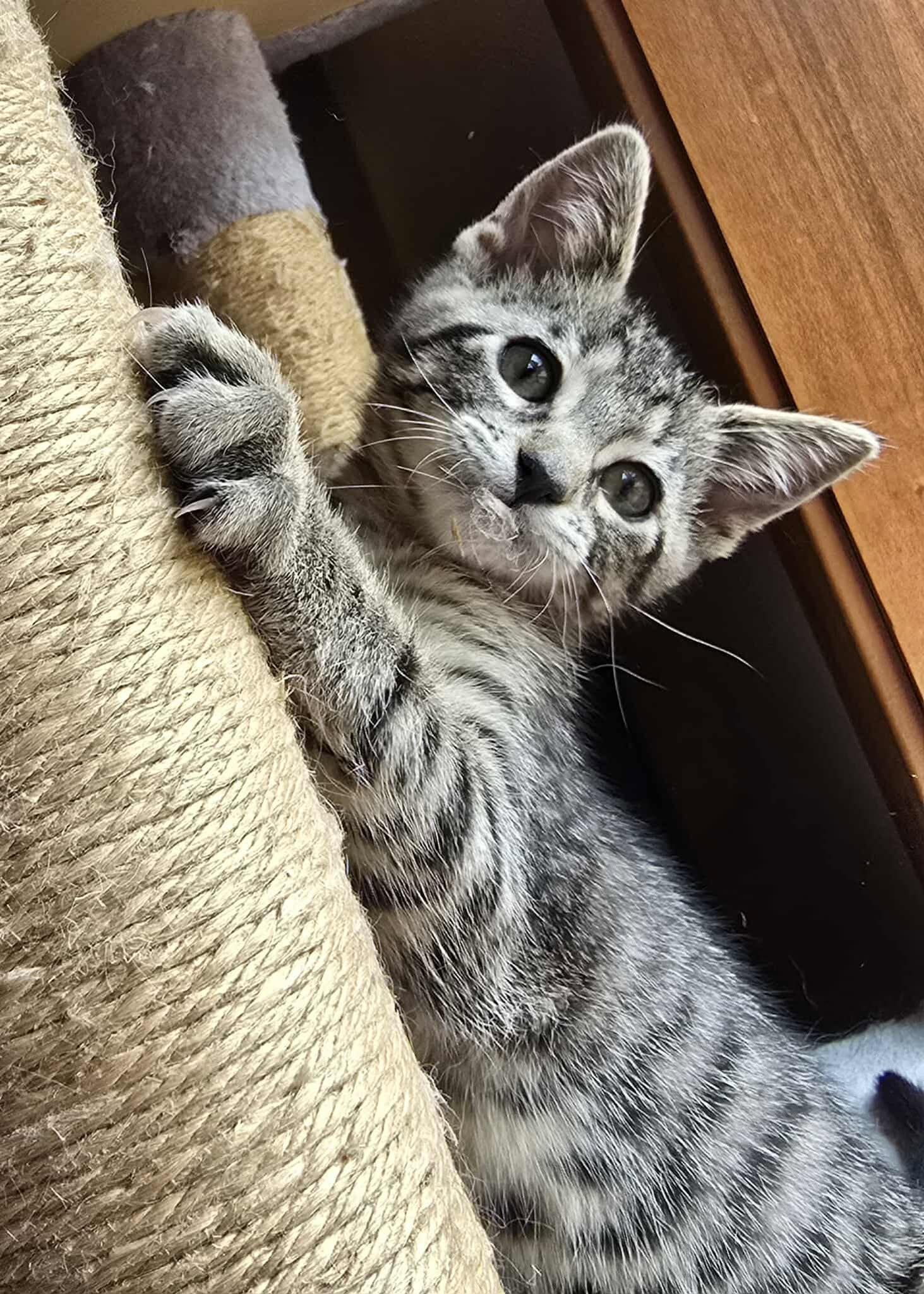 Maeve