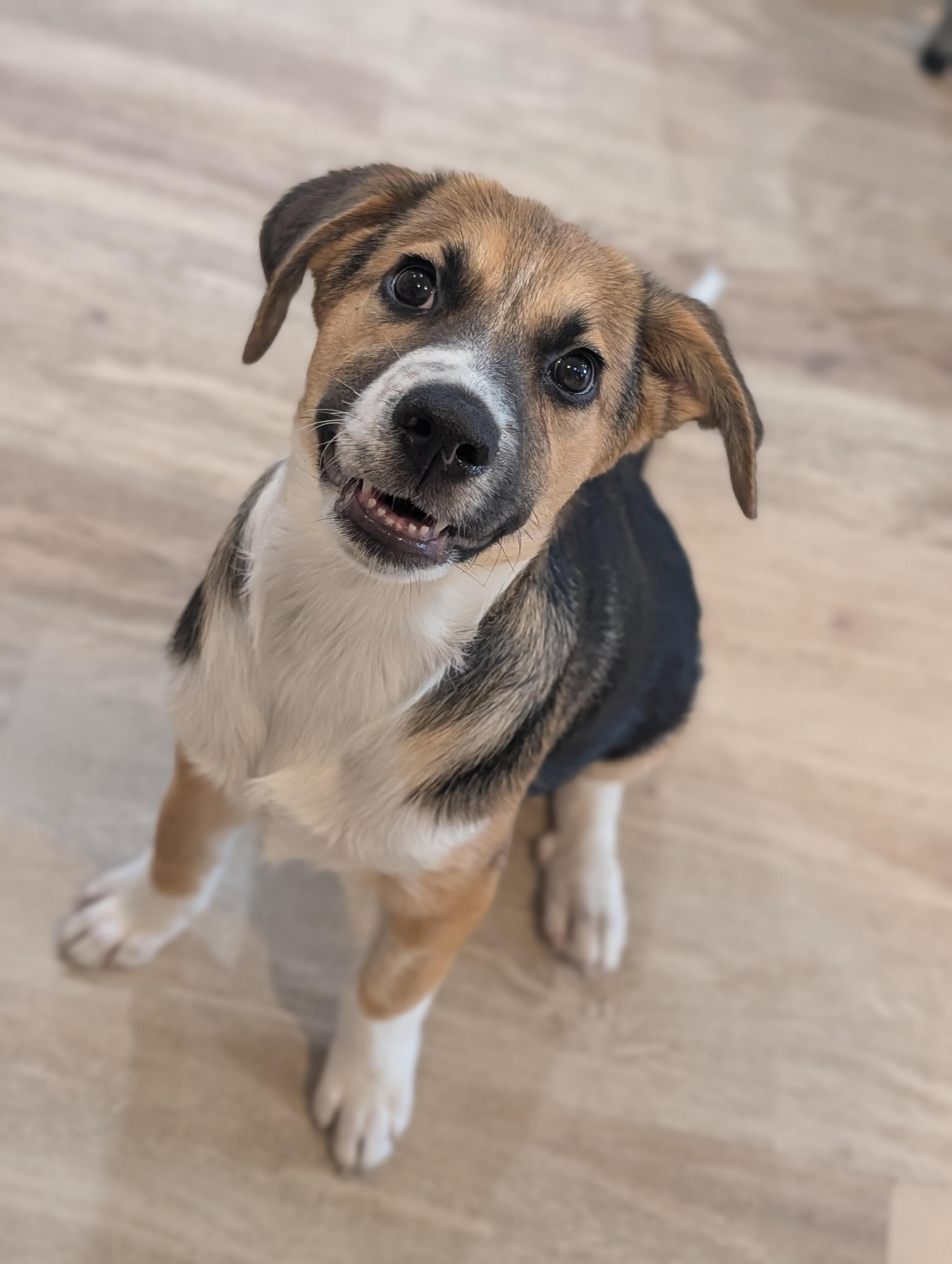 Enlarge Da Vinci, an adoptable mixed breed in Fenton, MI image 6/6