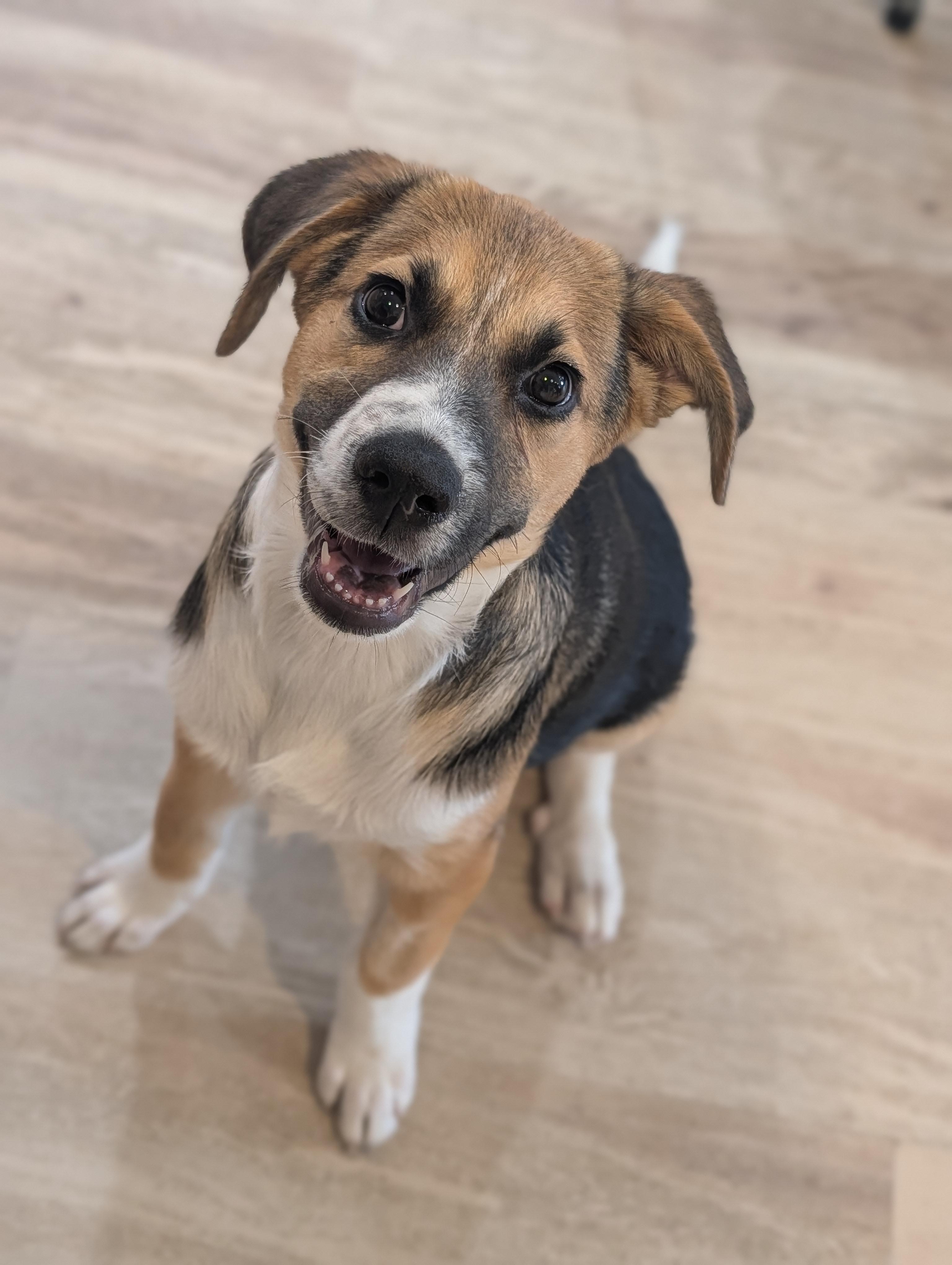 Enlarge Da Vinci, an adoptable mixed breed in Fenton, MI image 5/6