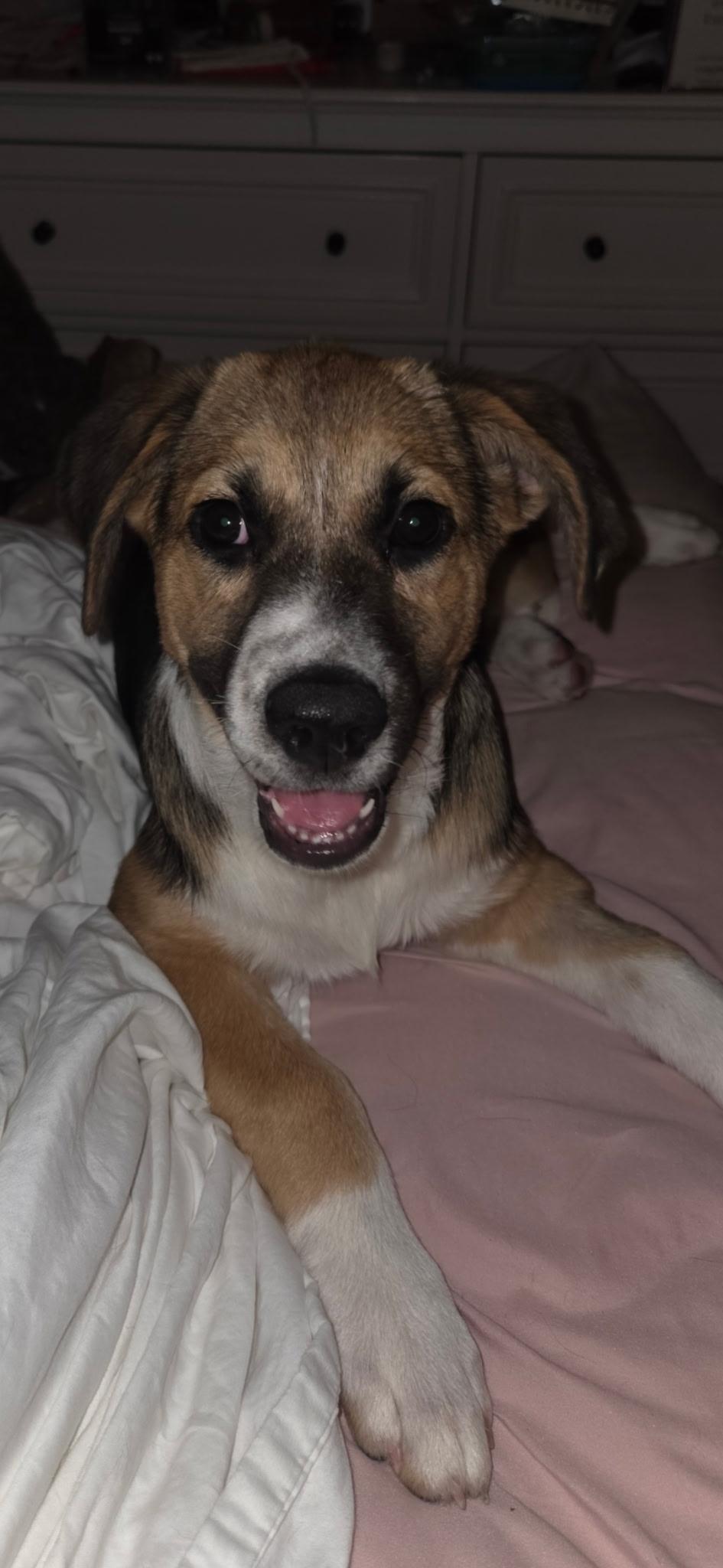 Enlarge Da Vinci, an adoptable mixed breed in Fenton, MI image 4/6