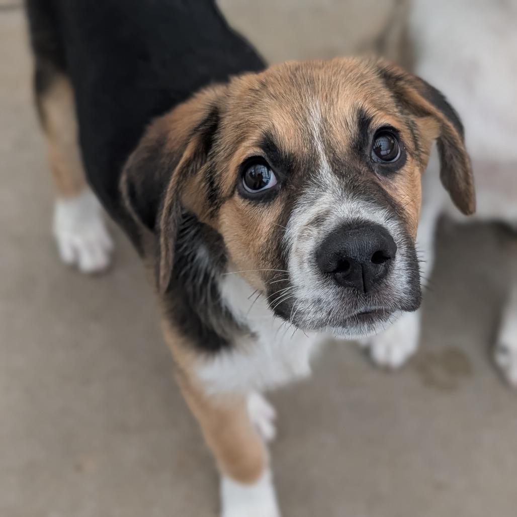 Enlarge Da Vinci, an adoptable mixed breed in Fenton, MI image 2/6