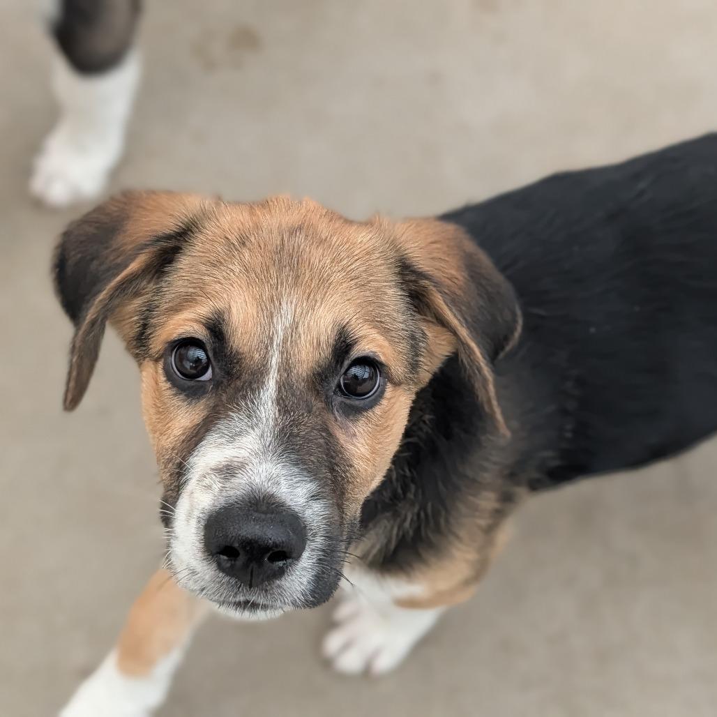 Enlarge Da Vinci, an adoptable mixed breed in Fenton, MI image 3/6