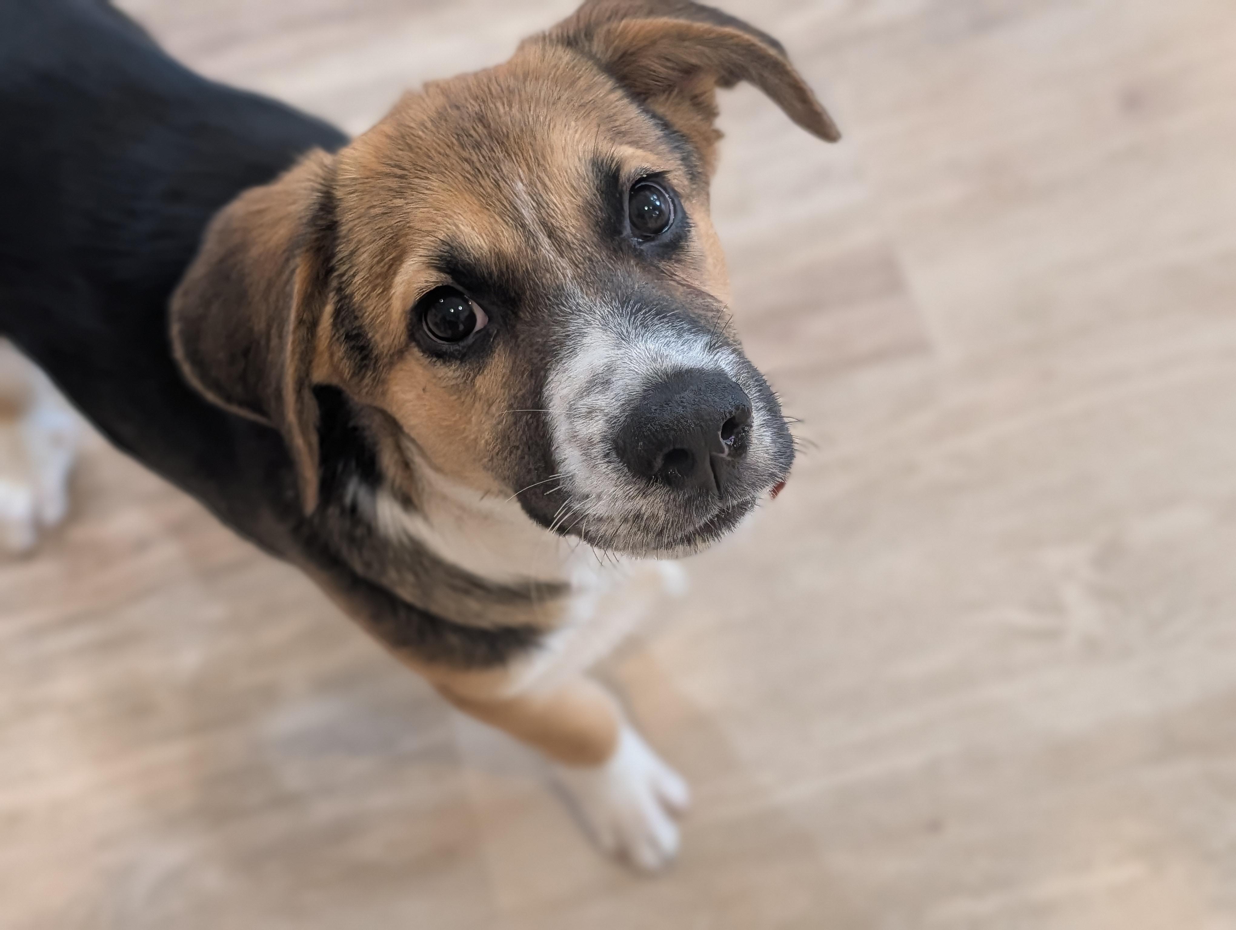 Da Vinci, adoptable, Puppy Male Border Collie & Mixed Breed.