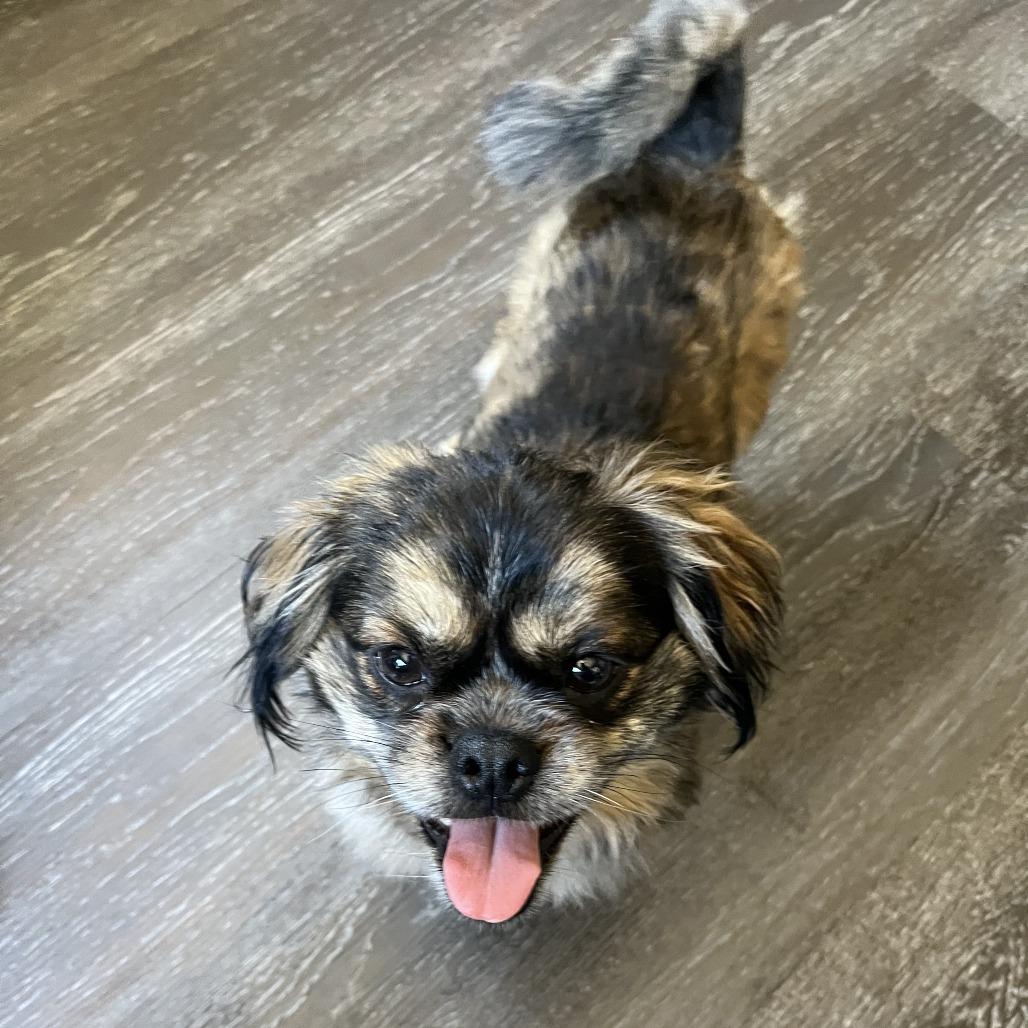Jett, Adoptable, Adult Male Pekingese.