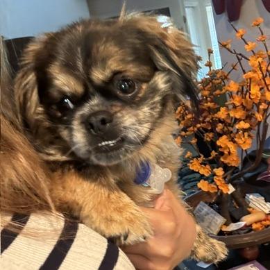 Jett, a Adoptable Pekingese in Cashmere, WA image 2/2
