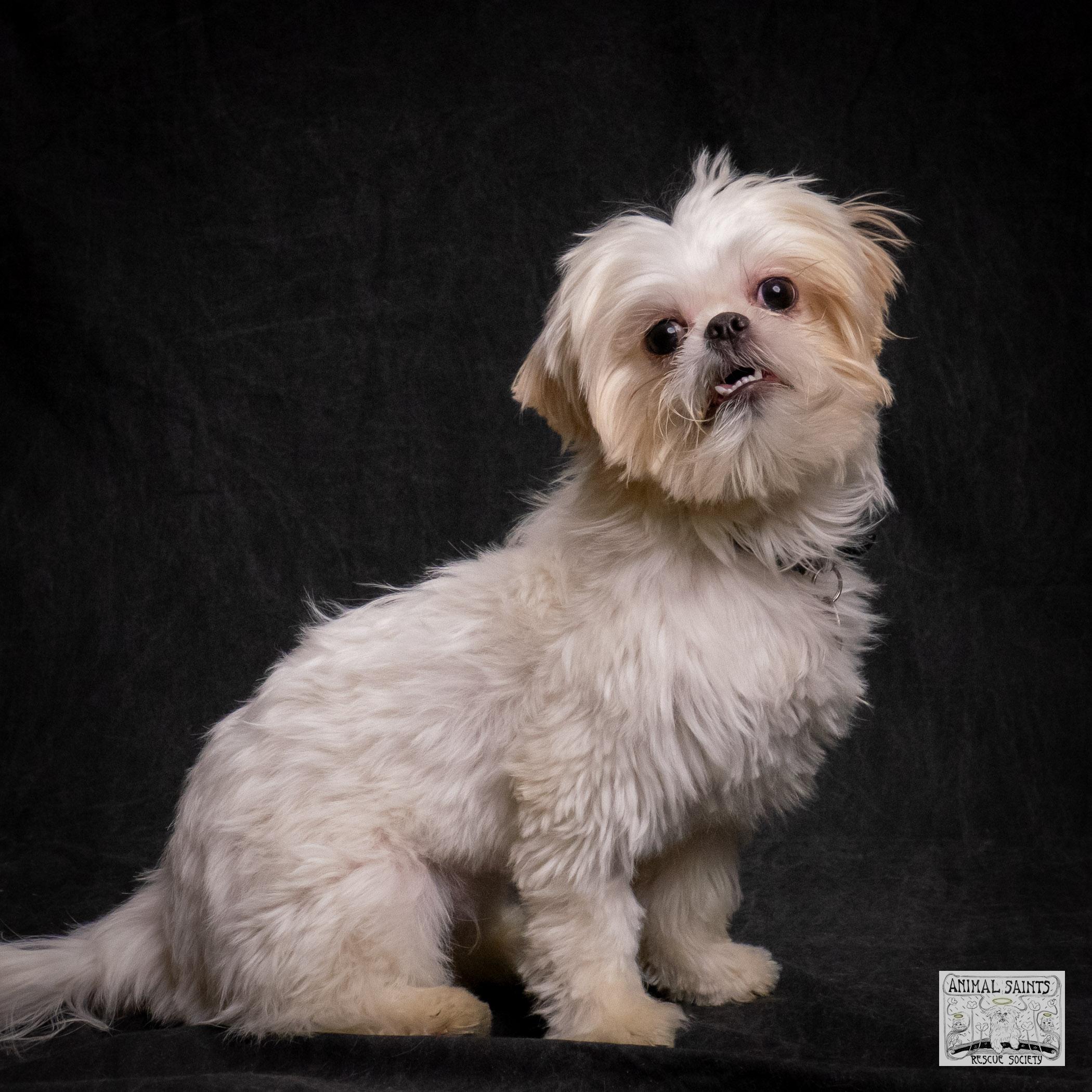 Enlarge Ivy, a Adoptable mixed breed in Fort Montgomery, NY image 1/6