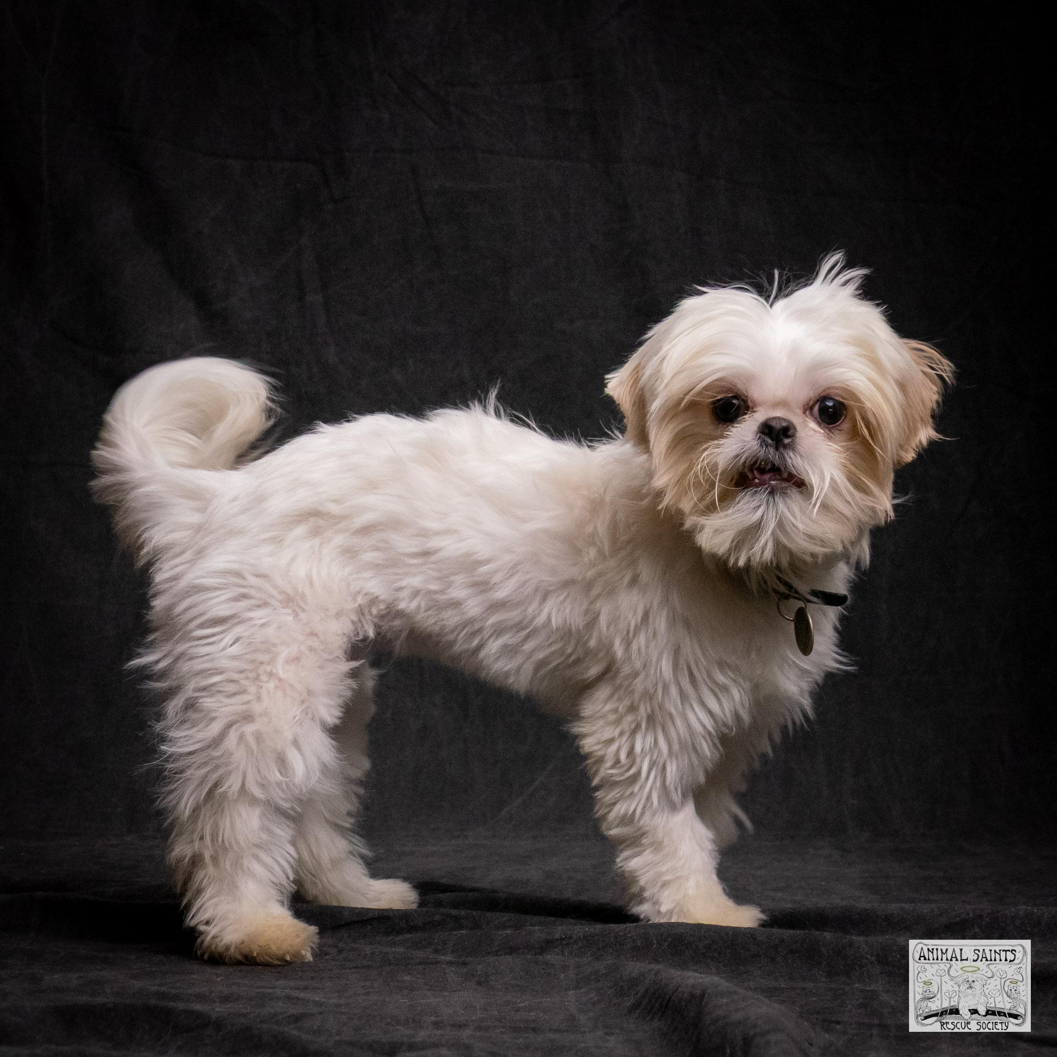 Enlarge Ivy, a Adoptable mixed breed in Fort Montgomery, NY image 3/6