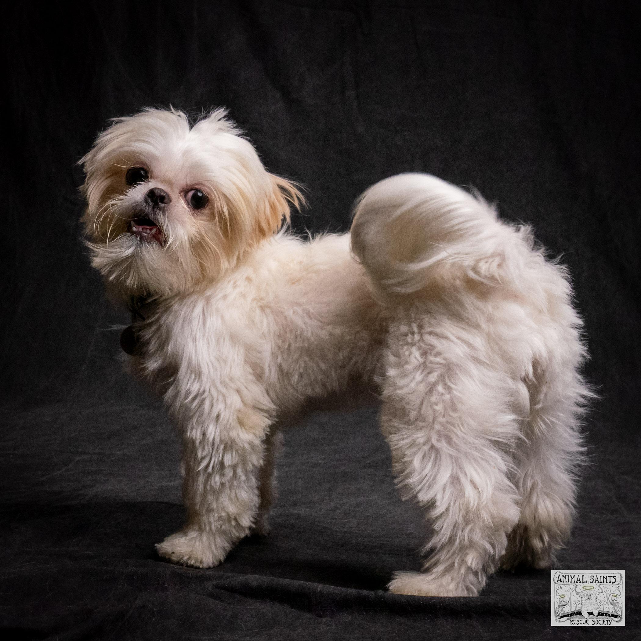 Enlarge Ivy, a Adoptable mixed breed in Fort Montgomery, NY image 4/6