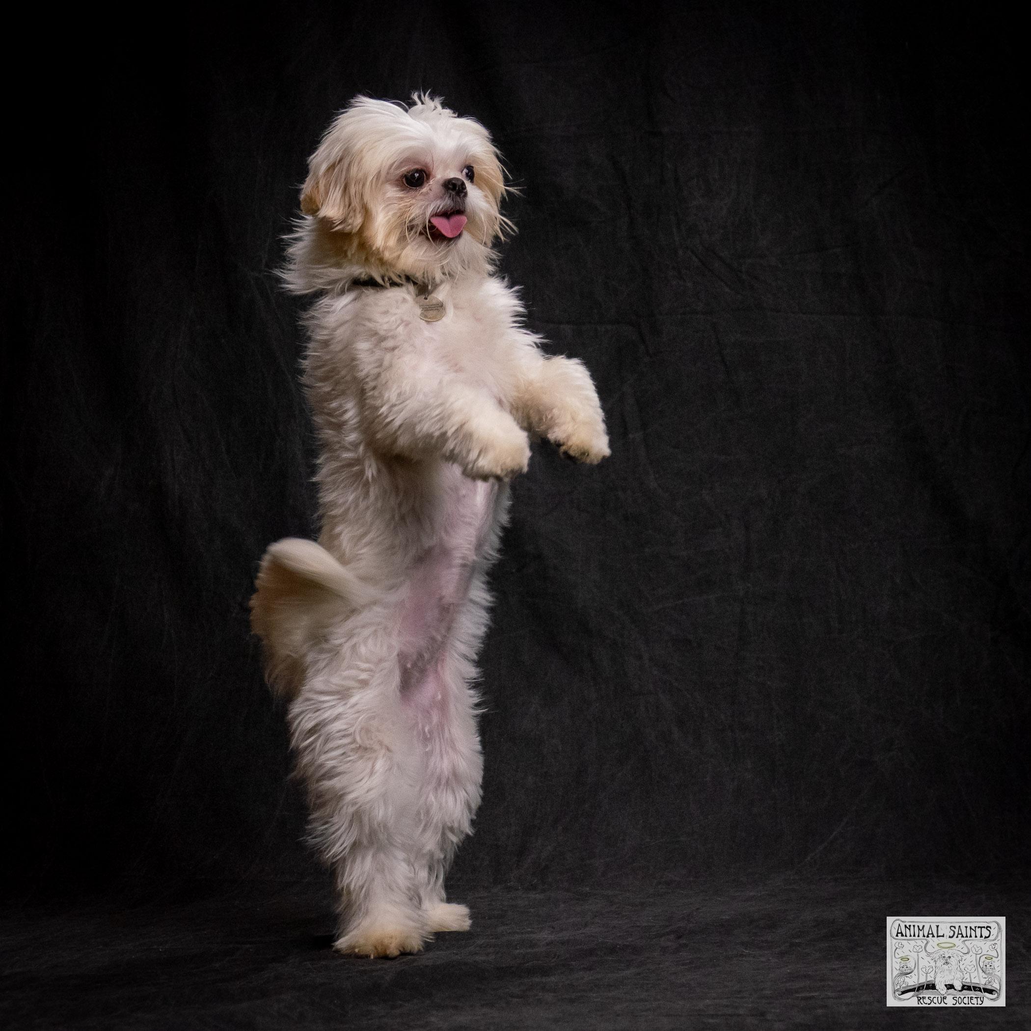 Enlarge Ivy, a Adoptable mixed breed in Fort Montgomery, NY image 5/6