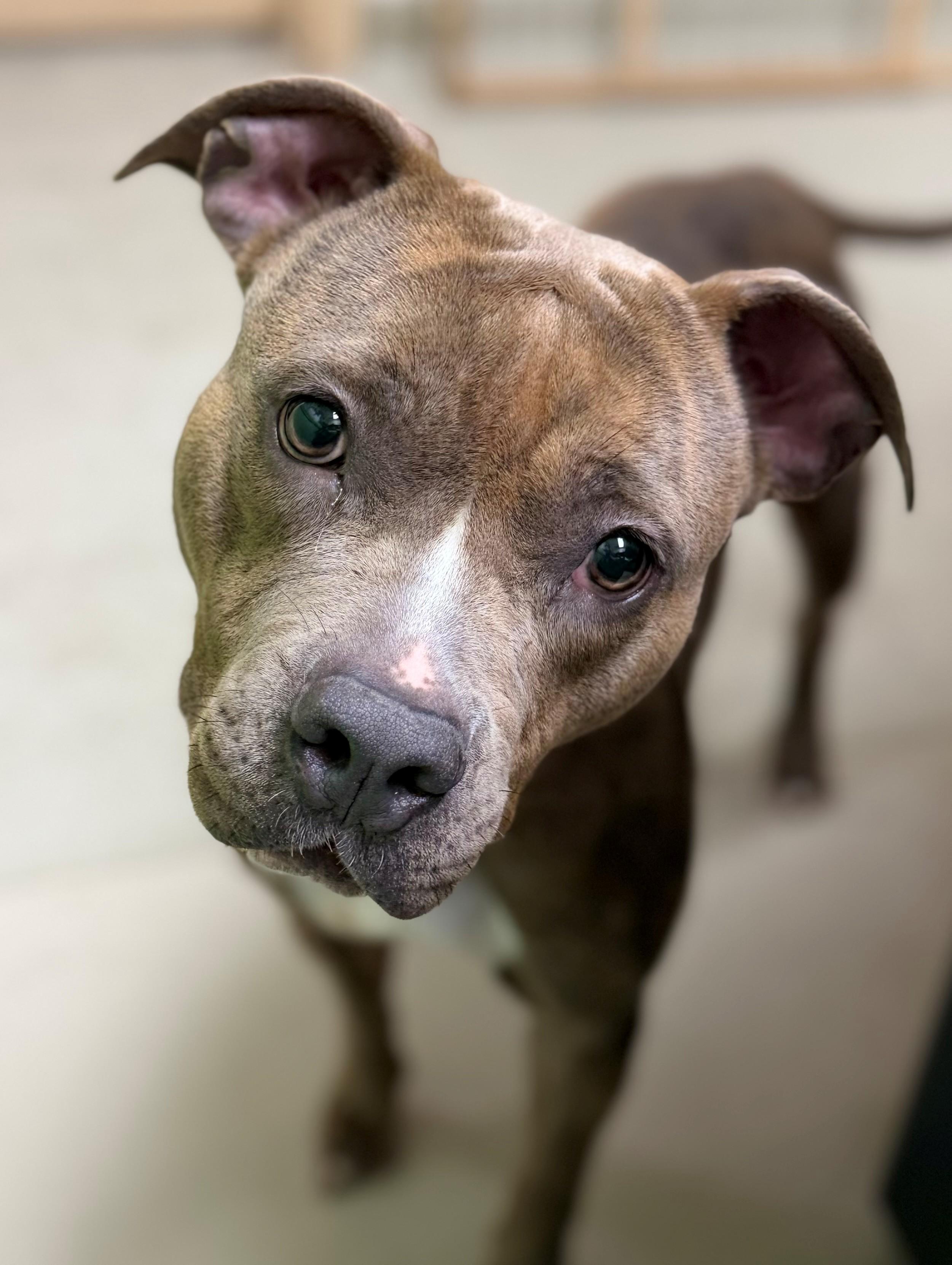 Enlarge Pretty Peppah- 53670, a Adoptable Pit Bull Terrier in Columbia, MD image 4/4