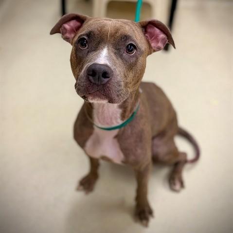 Pretty Peppah- 53670, Adoptable, Adult Female Pit Bull Terrier.