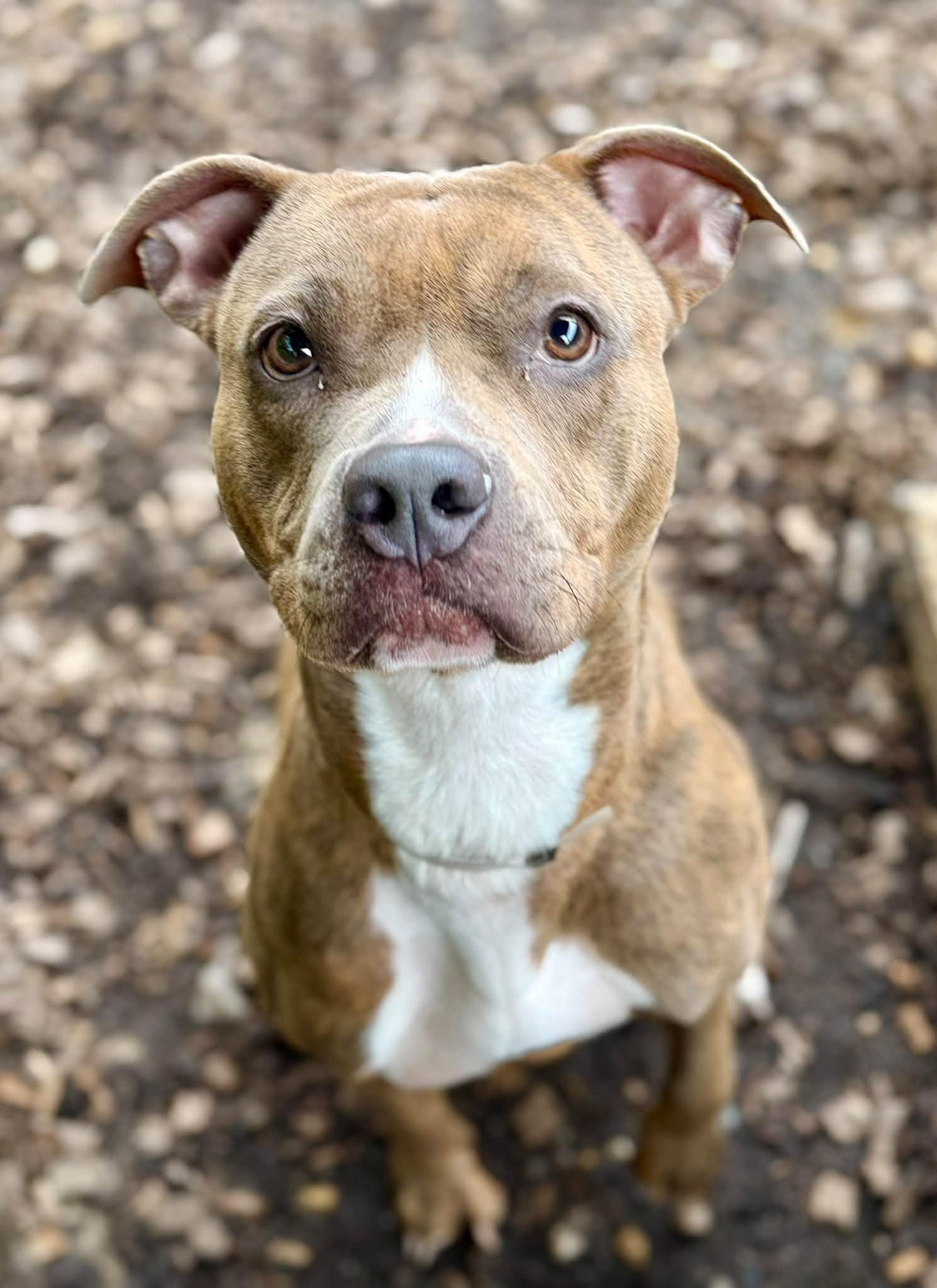 Pretty Peppah- 53670, Adoptable, Adult Female Pit Bull Terrier.