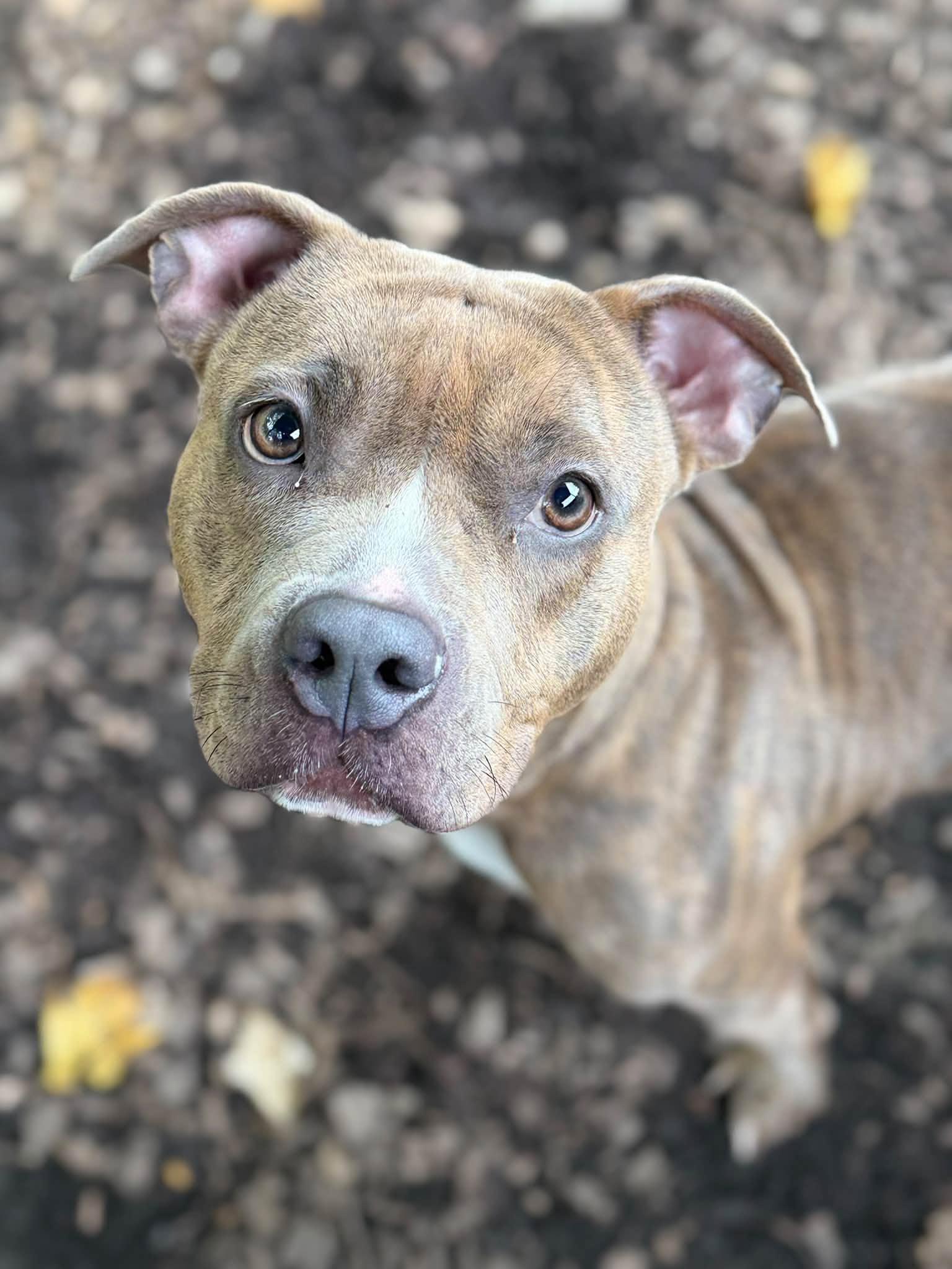 Enlarge Pretty Peppah- 53670, a Adoptable Pit Bull Terrier in Columbia, MD image 3/4