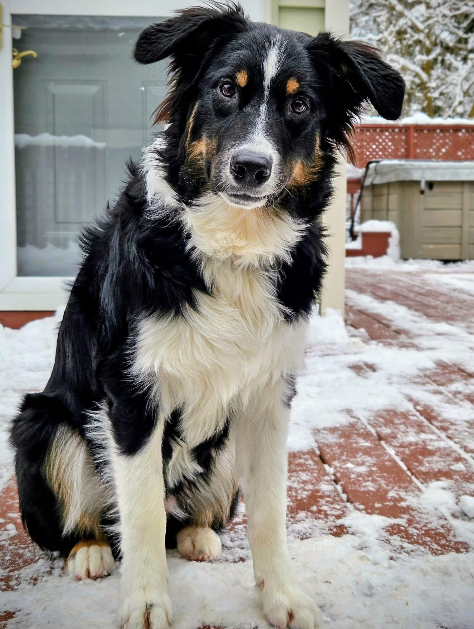 Enlarge Squishy, an adoptable Australian Shepherd in Kalamazoo, MI image 1/1