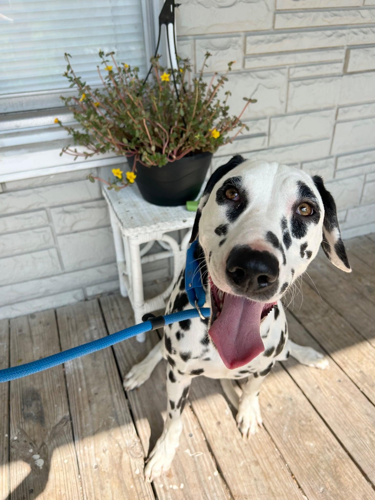 Enlarge Dottie, a Adoptable mixed breed in Missoula, MT image 5/6