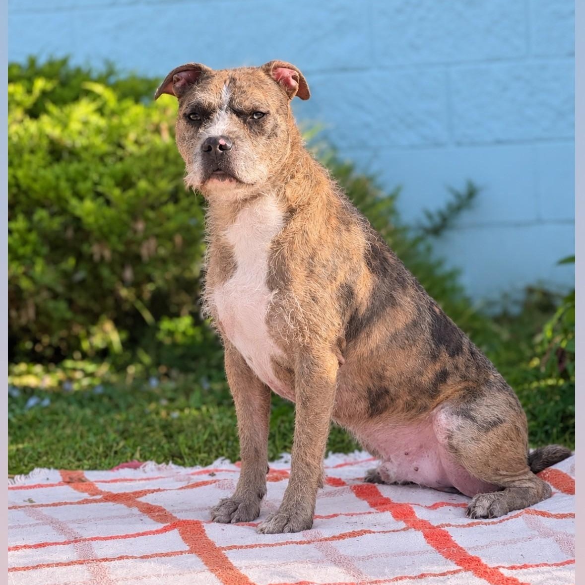 Enlarge Smoosh, a Adoptable Pit Bull Terrier in Syosset, NY image 1/1
