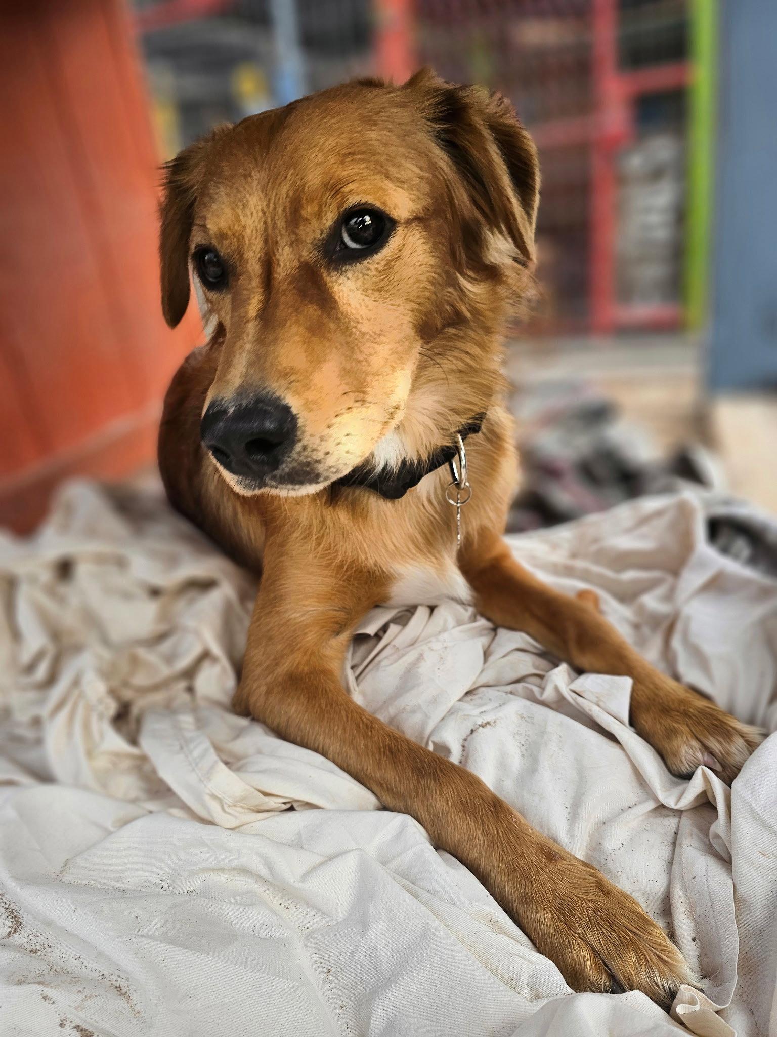 Willy, Adopted, Young Male Golden Retriever.