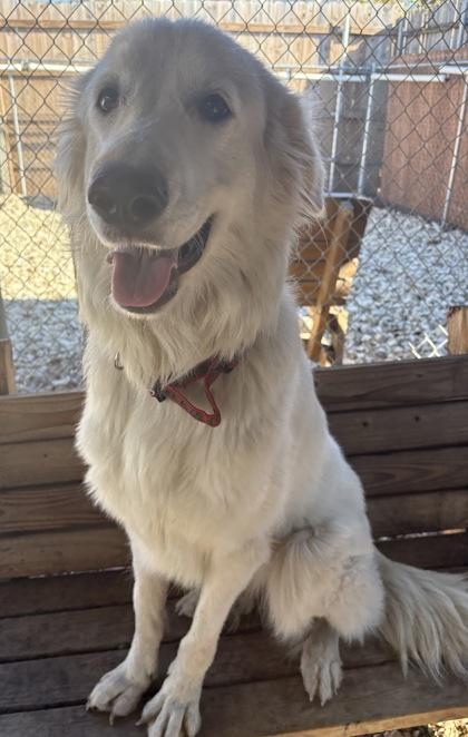 Frosti, adoptable, Adult Female Great Pyrenees.