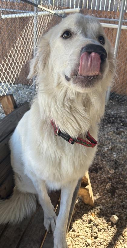 Enlarge Frosti, an adoptable Great Pyrenees in Plano, TX image 2/5