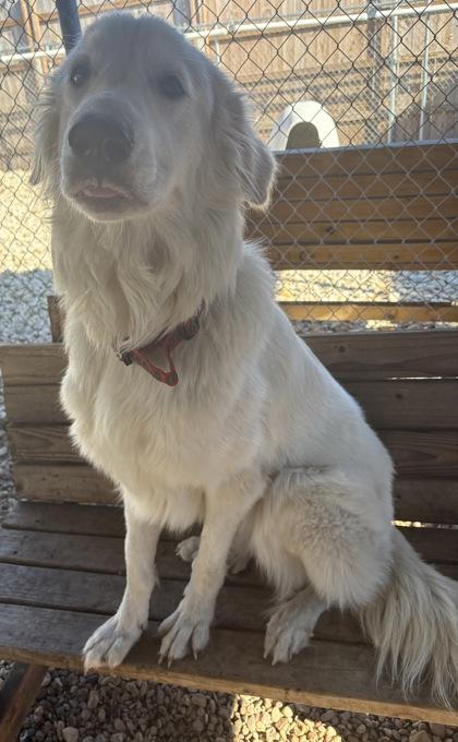 Enlarge Frosti, an adoptable Great Pyrenees in Plano, TX image 3/5