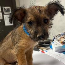 Enlarge Sunny, a Adoptable mixed breed in Scottsdale, AZ image 1/1