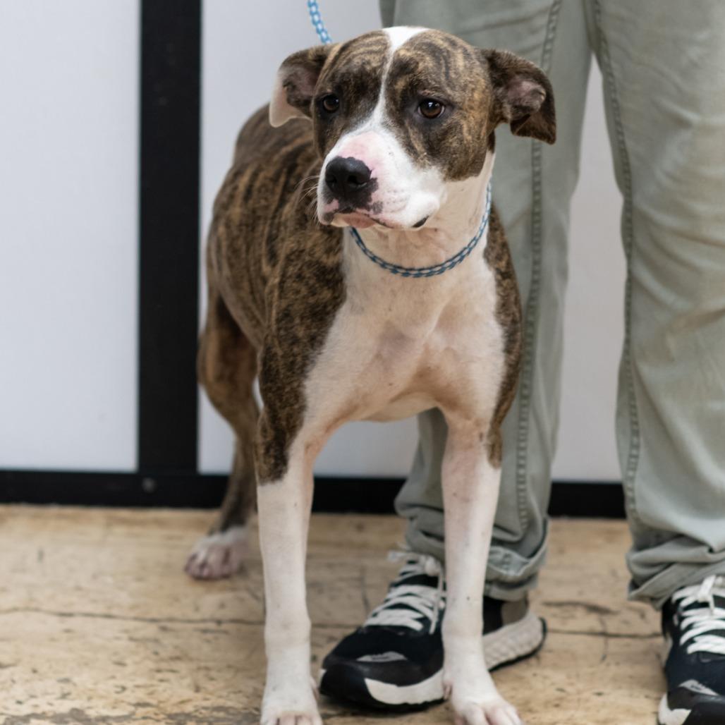 BETH-30049, Adoptable, Adult Female Pit Bull Terrier.