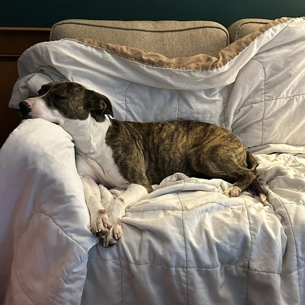 Enlarge BETH-30049, a Adoptable mixed breed in Bartlett, TN image 4/4