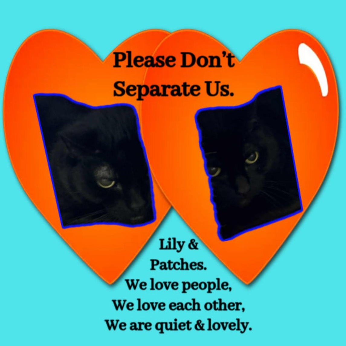 Lily & Patches SENIOR-SISTERS photo 4