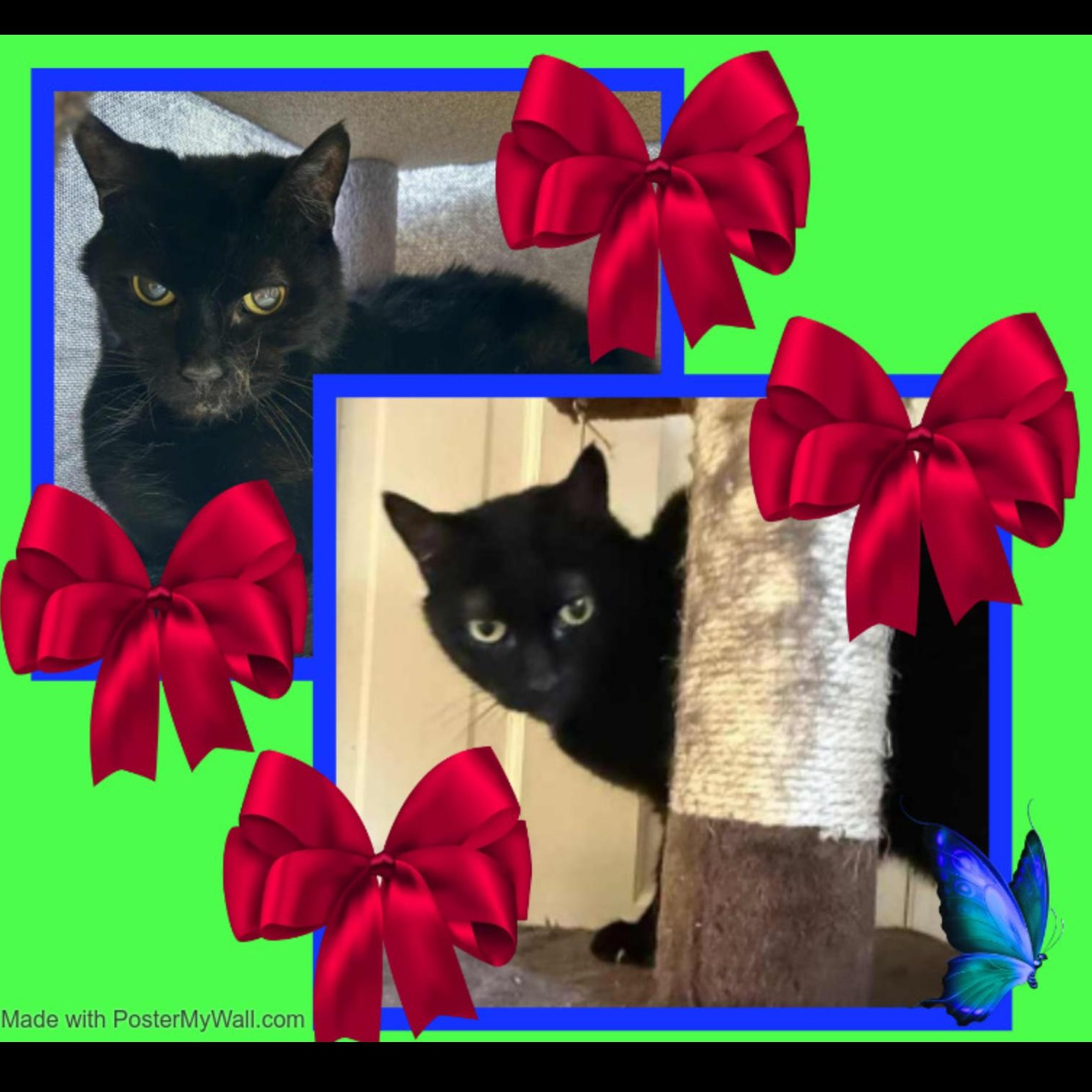 Lily & Patches SENIOR-SISTERS
