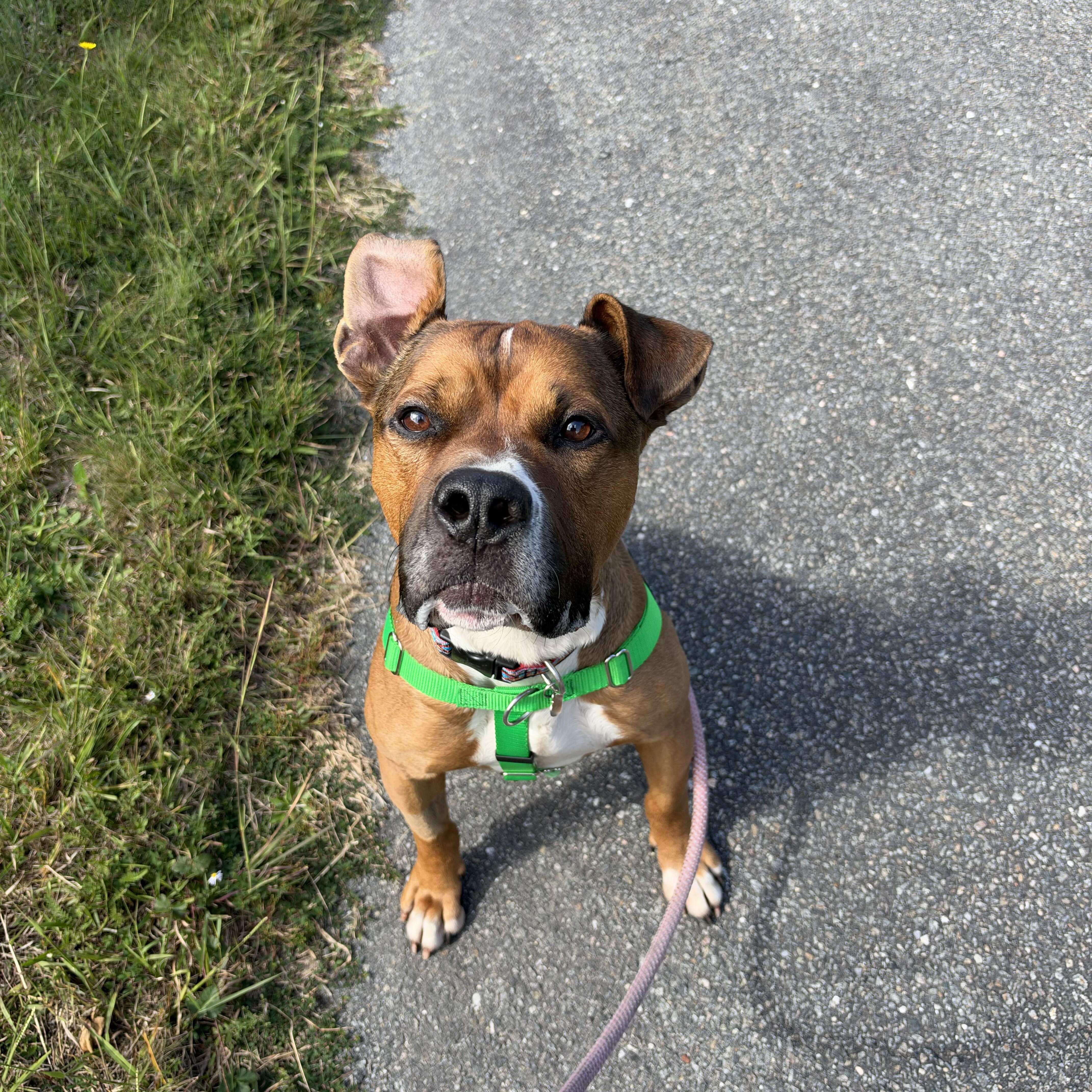Nico, Adoptable, Adult Male Mixed Breed.