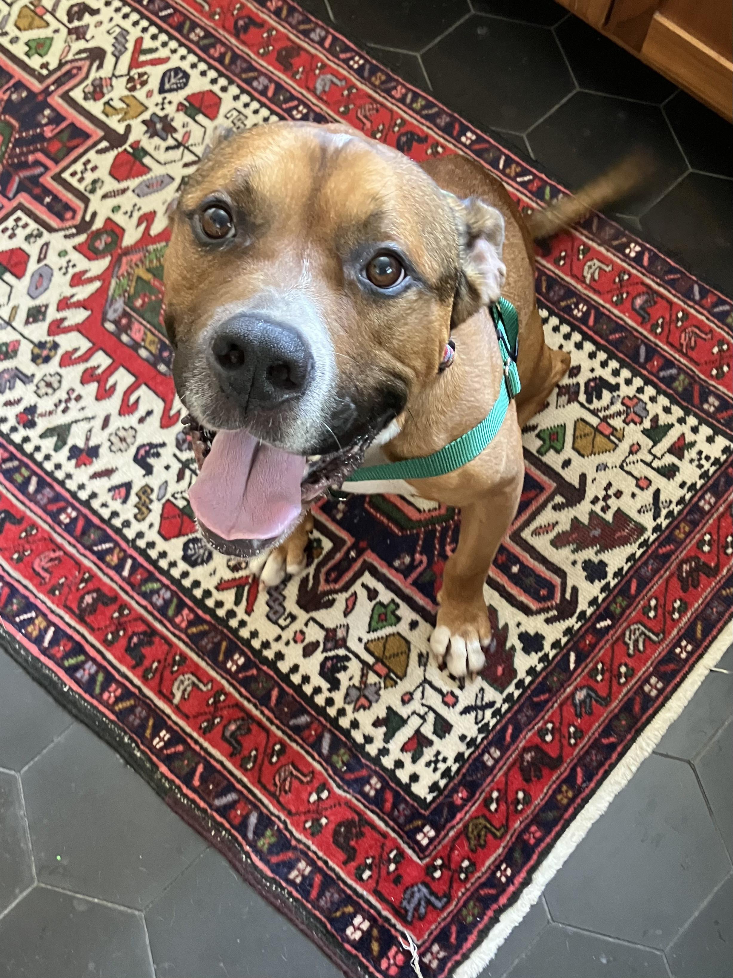 Nico, a ADOPTABLE Mixed Breed in Nantucket, MA image 4/4