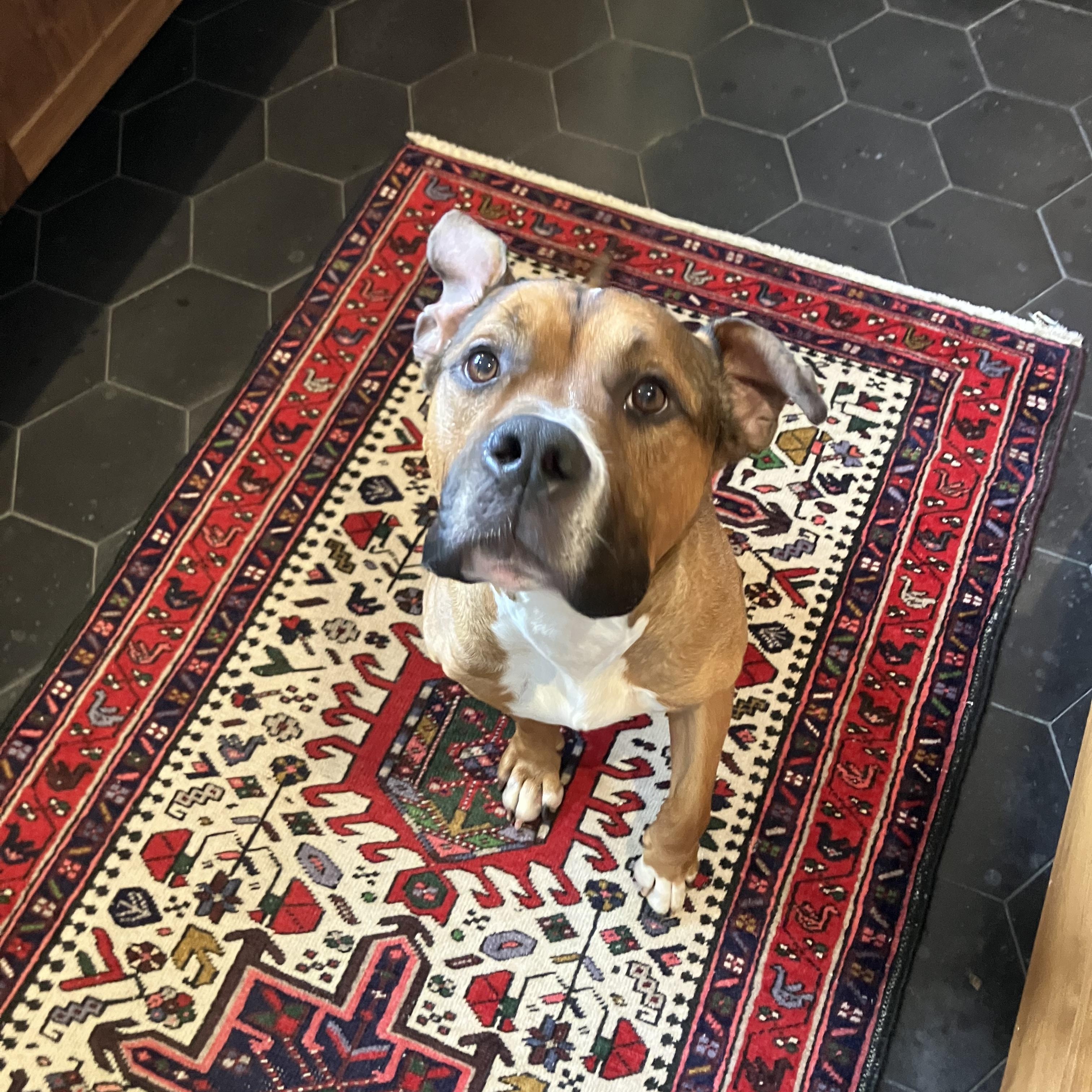 Nico, a ADOPTABLE Mixed Breed in Nantucket, MA image 1/4