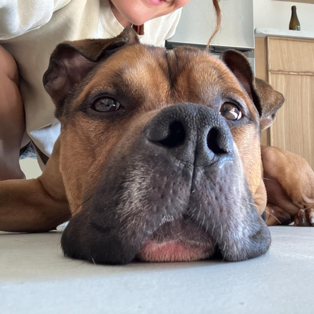 Nico, a ADOPTABLE Mixed Breed in Nantucket, MA image 3/4