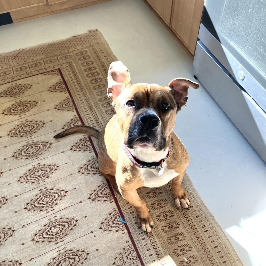 Nico, a ADOPTABLE Mixed Breed in Nantucket, MA image 2/4