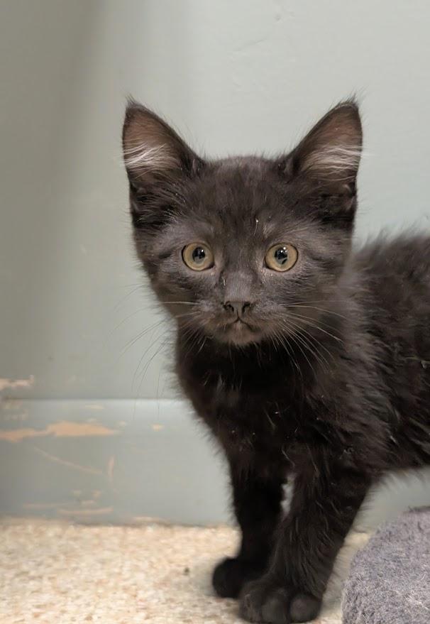 Mack, ADOPTABLE, Young Male Domestic Short Hair.