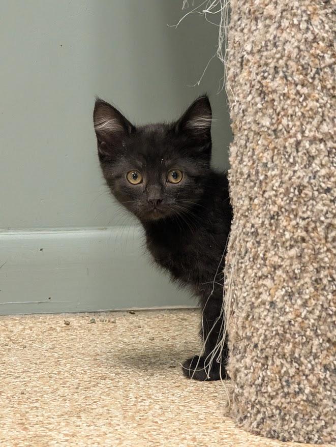 Mack, a ADOPTABLE mixed breed in Waupun, WI image 2/4