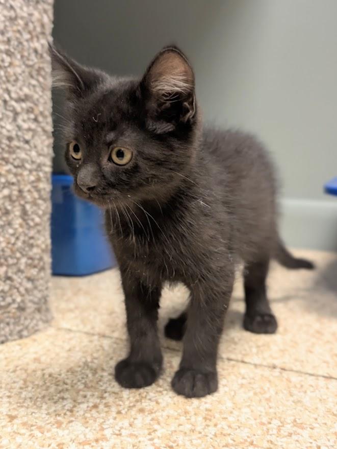 Mack, a ADOPTABLE mixed breed in Waupun, WI image 3/4