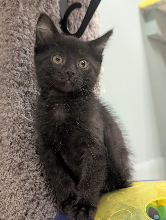 Mack, a ADOPTABLE mixed breed in Waupun, WI image 4/4