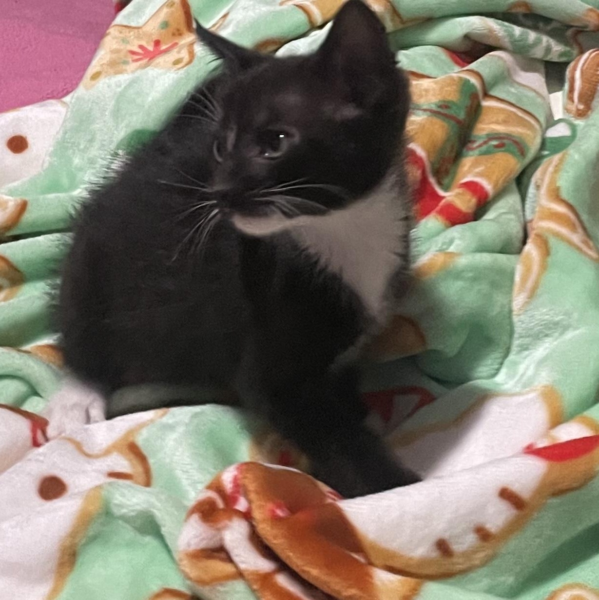 Enlarge Maisie, a ADOPTABLE Tuxedo in Boston, MA image 3/4