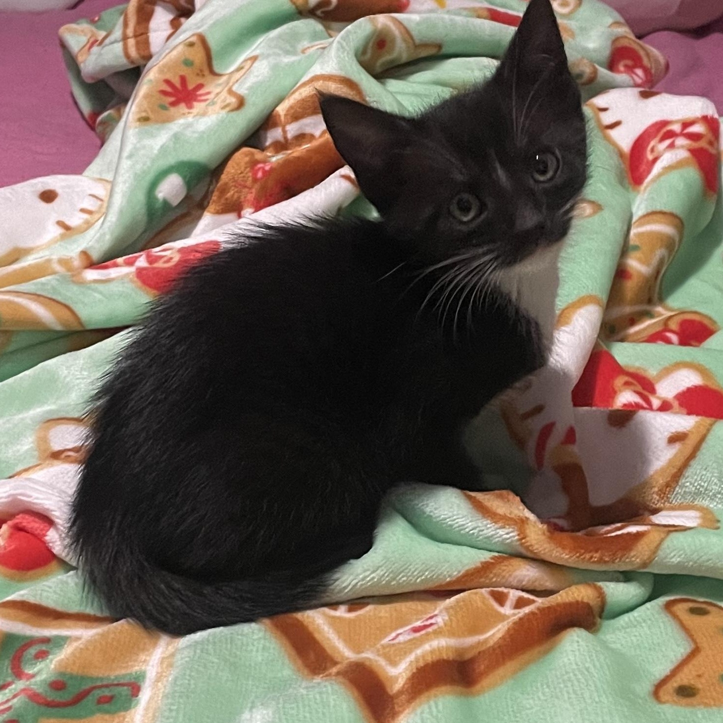 Enlarge Maisie, a ADOPTABLE Tuxedo in Boston, MA image 4/4