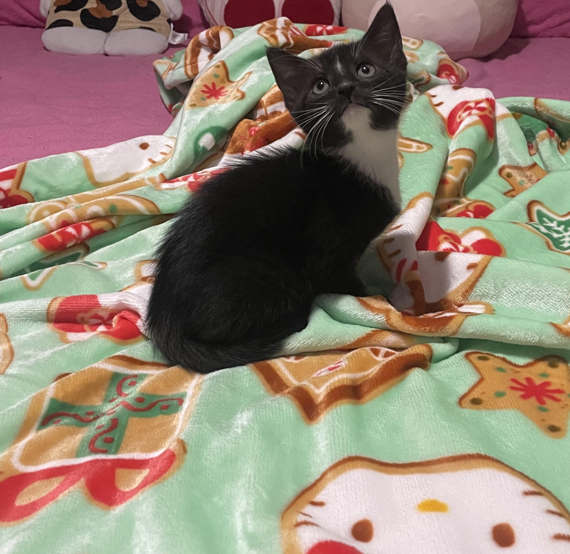 Maisie, ADOPTABLE, Kitten Female Tuxedo.