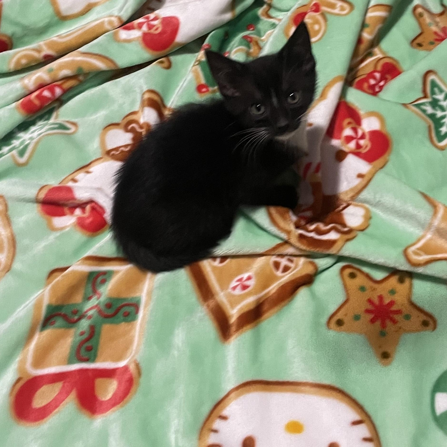 Enlarge Maisie, a ADOPTABLE Tuxedo in Boston, MA image 2/4