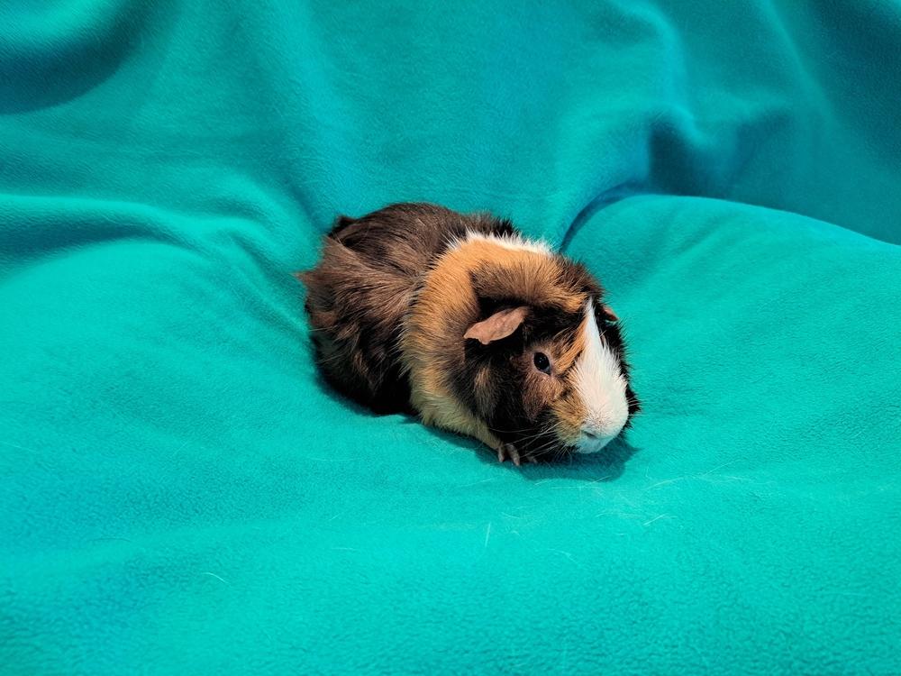 Pork Chop, Adoptable, Adult Male Guinea Pig & Guinea Pig.
