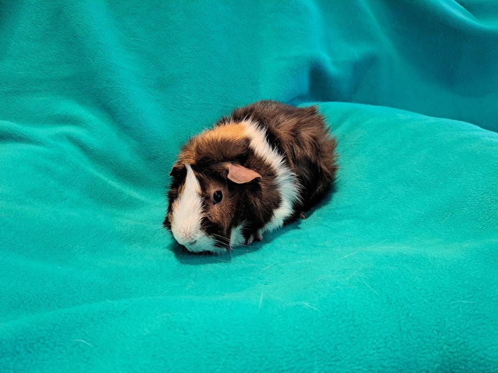 Enlarge Pork Chop, a Adoptable mixed breed in South Bend, IN image 2/2