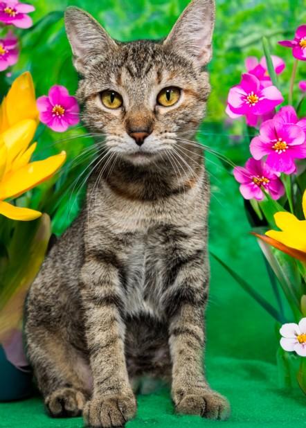 Enlarge GINGER, a Adoptable mixed breed in Cookeville, TN image 1/1