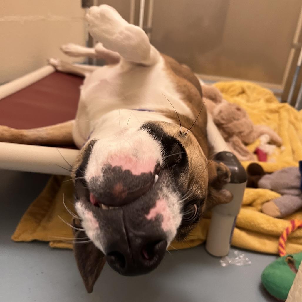 Enlarge Ginger, a Adoptable mixed breed in Brockton, MA image 1/5