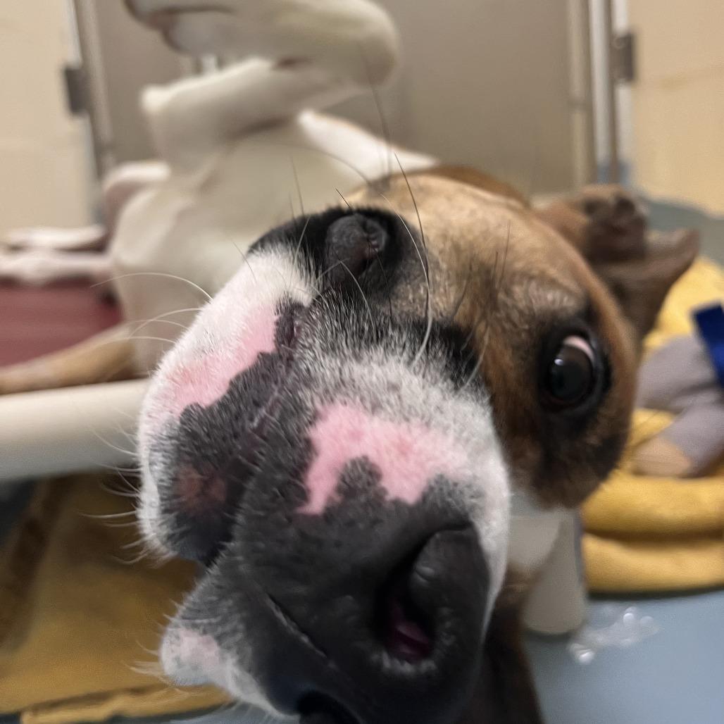 Enlarge Ginger, a Adoptable mixed breed in Brockton, MA image 2/5