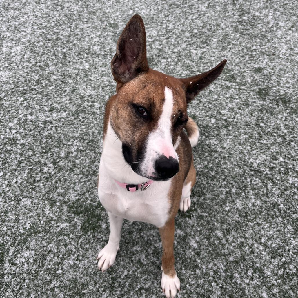 Enlarge Ginger, a Adoptable mixed breed in Brockton, MA image 3/6