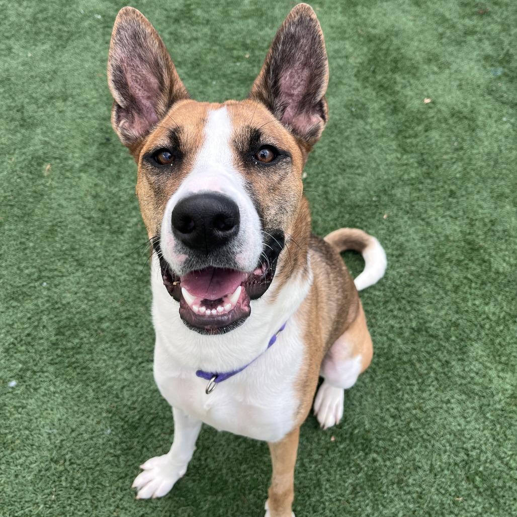 Enlarge Ginger, a Adoptable mixed breed in Brockton, MA image 3/5