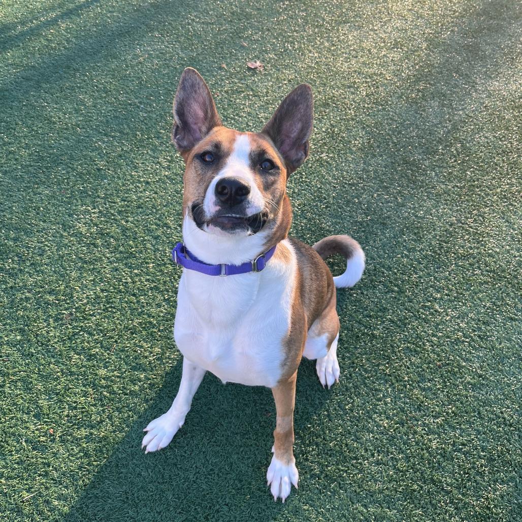 Enlarge Ginger, a Adoptable mixed breed in Brockton, MA image 5/5